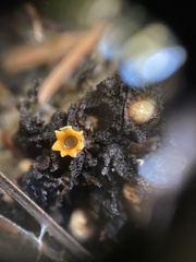 Sphaerobolus stellatus