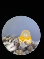 Sphaerobolus stellatus