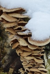 Basidiomycota