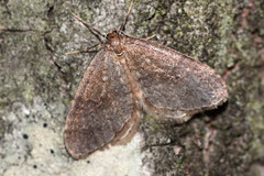 Operophtera fagata