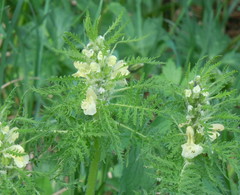 Pedicularis foliosa