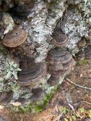 Porodaedalea cancriformans