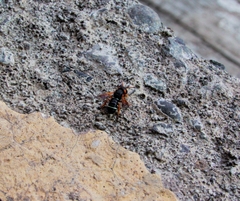 Notanthidium steloides