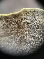 Porodaedalea cancriformans