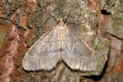 Operophtera fagata