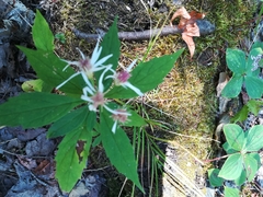 Oclemena acuminata image