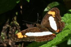 Adelpha paroeca