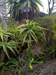 Agapanthus inapertus