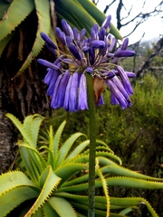 Agapanthus inapertus