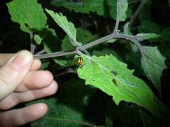 Lema confusa virgata