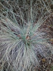 Muhlenbergia lindheimeri