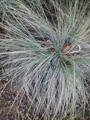 Muhlenbergia lindheimeri