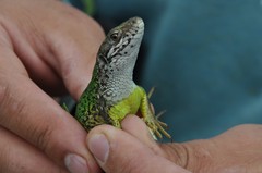 Lacerta viridis