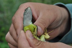 Lacerta viridis