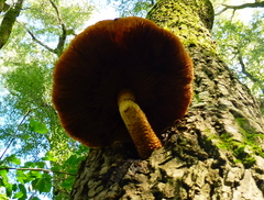 Pholiota adiposa