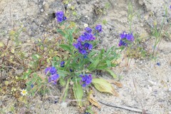 Medicago orbicularis