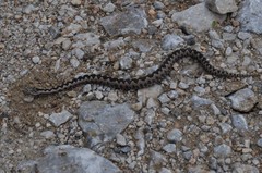 Vipera ammodytes