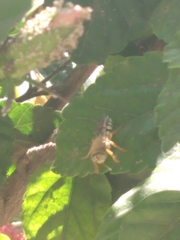 Trichostictia brunneri