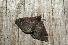 Eulithis flavibrunneata