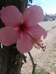 Hibiscus
