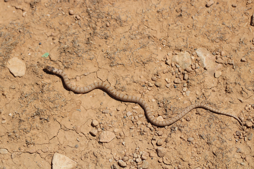 Crowned Dwarf Racer (Eirenis coronella) - Snakes and Lizards