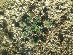 Erodium texanum