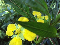 Ludwigia elegans