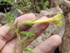 Polemonium pauciflorum