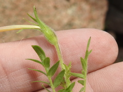 Polemonium pauciflorum