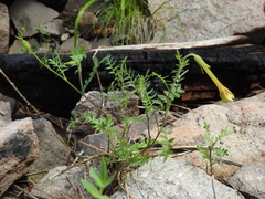 Polemonium pauciflorum