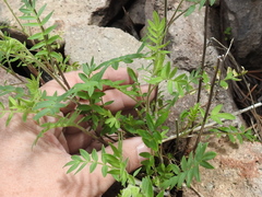 Polemonium pauciflorum