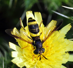 Chrysotoxum volaticum