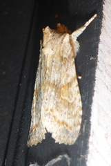 Lithophane signosa