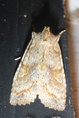 Lithophane signosa