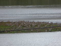 Limosa limosa