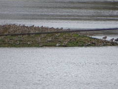 Limosa limosa