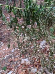 Scrophularia scopolii