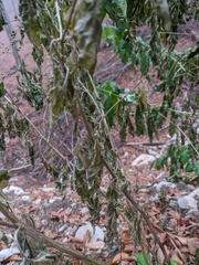 Scrophularia scopolii