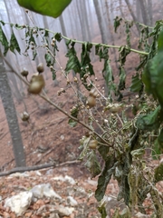 Scrophularia scopolii