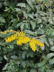 Image of Combretum fruticosum