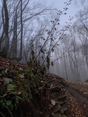 Scrophularia scopolii