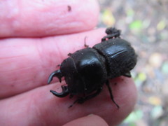 Geodorcus helmsi