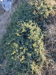 Juniperus communis hemisphaerica