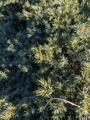 Juniperus communis hemisphaerica