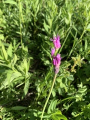 Allium brevistylum