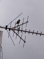 Toxostoma curvirostre