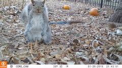 Sciurus carolinensis