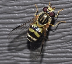 Dasysyrphus eggeri