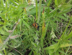 Calopteron reticulatum