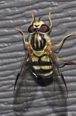 Dasysyrphus eggeri